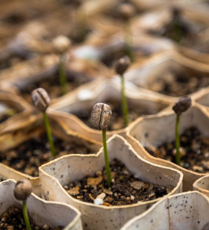 franquia de lavanderia